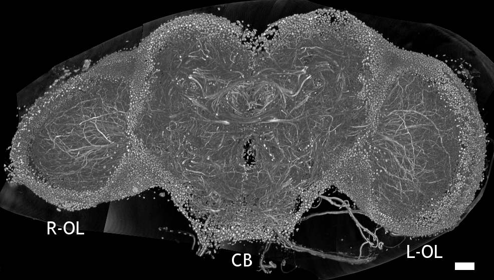 flyBrainFig1a_JStructBiol