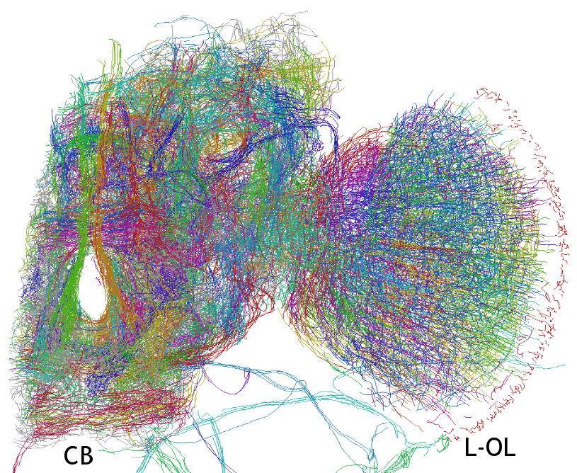 flyBrainFig1a_JStructBiol