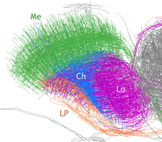 flyBrainFig1a_JStructBiol