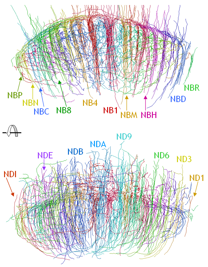 flyBrainFig1a_JStructBiol